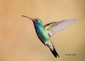 Broad-billed-Hummingbird;Hummingbird;Cynanthus-latirostris;Flying-bird;action;al